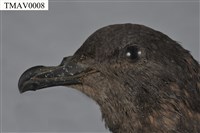 Bulwer's Petrel Collection Image, Figure 7, Total 8 Figures